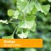 Herb Pharm Certified Organic Ginkgo Liquid Extract 1oz for Memory & Concentration - Buy Online on GoSupps.com