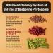 NatureWise Berberine 1000mg - Berberine Phytosome + HCI + Turmeric & Digestive Enzymes - Supports Healthy Blood Sugar + GI + Metabolism + Cholesterol - Non-GMO USA Manufactured - 30 Day Supply  - Buy Online on GoSupps.com