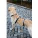 Kerbl 80042 Panic Harness Miami - Escape-Proof Adjustable Grey Dog Harness (48-70cm) for Safe Comfortable Travel - Buy Online on GoSupps.com