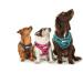 Doodlebone Airmesh Harness Violet 4 - Lightweight and Comfortable Dog Harness - Buy Online on GoSupps.com