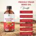 ABBASI & CO Prickly Pear Seed Oil Large 100ml 100% Pure Organic Cold-Pressed Extra Virgin Anti-Aging Moisturizer Natural Skincare for All Skin Types Scalp & Hair Treatment - Buy Online on GoSupps.com