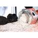Black Truffle Himalayan Pink Salt 3.7 oz - Premium Burgundy Black Winter Truffles (Tuber Uncinatum) - Gourmet Food Condiment, NON-GMO, Vegan & Vegetarian Friendly - Buy Online on GoSupps.com