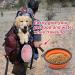 2 Pack Large Foldable Dog Bowls - 1000ml Portable Pet Feeder for Travel & Hiking (Red + Orange) - Buy Online on GoSupps.com