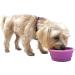 Prima Pet Collapsible Silicone Travel Bowl for Dog and Cat - Small (1.5 Cups) - Purple - Buy Online on GoSupps.com