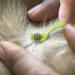 Innogadgets Tick Hook & Pliers Set | Gentle Tick Removal in Seconds | Different Hooks for All Sizes | Free E-Book for Dog Tricks | Green (3-Pack) - Buy Online on GoSupps.com