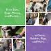 Handson Pet Grooming Gloves - Award-Winning Deshedding Mitts for Cats, Dogs & Horses - #1 Pet Hair Remover (1 Pair) - Buy Online on GoSupps.com