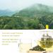 Oriarm Anxi Tie Guan Yin Oolong Tea 250g - Chinese Tikuanyin Green Wulong Loose Leaf Tea Tieguanyin Tea 250 g (Pack of 1) - Buy Online on GoSupps.com