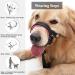 Durable Dog Head Necklace Halter for Labradors | Soft Upholstery & Training Instructions | No Pulling - Medium/Black - Buy Online on GoSupps.com