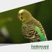 12 kg Germ-Free Beige Bird Sand Substrate for Cages High Quality Additive-Free Fine Texture - Buy Online on GoSupps.com