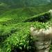 Organic White Tea Ibiza Sunrise Loose White Tea 100 gram bag with Zip 40 Cups 100% Organic Farming T - Buy Online on GoSupps.com