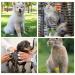 8 Roll Self Adhesive Bandage Colorful Vet Wrap for Dogs Cats Bird Elastic Wrap Bandages for Medical Sports Non-sticky Hair Bandage Tape 2.5cm *4.5m - Buy Online on GoSupps.com