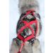 Northern Howl X-Back Dog Harness - XL Red for Canicross Bikejoring Skijoring & Dogscooting - International Shipping Available - Buy Online on GoSupps.com