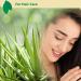 Ecla Skin Care 100% Pure Aloe Vera Gel (8 oz / 240 ml) | For Face, Body & Hair | Organic, Cold-Pressed, Alcohol-Free - Buy Online on GoSupps.com