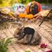 Filhome 2-Piece Rabbit Leash Set - Soft Breathable Pet Halloween Costume for XS Rabbits (11-22cm Neck 17-28cm Chest) - Buy Online on GoSupps.com
