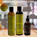 Shampoo and Conditioner Set Bundle-5 Items with Jamaican Mango & Lime Black Castor Oil Sulfate Free Shampoo 8oz Paraben Free Conditioner 8oz and Original Black Castor Oil 4oz Unibeauties Detangling Brush & Detangling Hanging Shower Comb - Buy Online on GoSupps.com