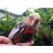 Shop Kuso Parrotwindle Reusable Washing Diapers & Flight Suit - XXL Black Kimono Clothing for Birds | Ideal for Conures Nymphensittiche Kakadu & African Aras - Buy Online on GoSupps.com