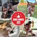 Zinbo Indestructible Dog Toys for Aggressive Chewers - Dark Brown, Medium/Large Breed - Buy Online on GoSupps.com