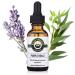 Beard Organics Purple Koala Beard Oil | Eucalyptus & Lavender