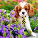 BIPY 30pcs Dog Neckties Collar Bow Tie Set for Small Medium Large Cats - Paw Printed Neck Ties for Parties, Birthdays, and Weddings - Buy Online on GoSupps.com