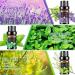 Aeshory 6 x 10ml Essential Oils Set - 100% Pure Therapeutic Grade Aromatherapy Oils for Home Diffusers - Lemon, Lavender, Tea Tree, Eucalyptus, Orange, Peppermint - 60ml Pack - Buy Online on GoSupps.com