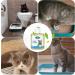 Pet Deodorizers for Home - Pet Room Carpet and Air Deodorizer Safe for Puppies 1.69oz Non-Stimulating Air Deodorizer for Pet Room Carpet Urine Rug Skoulazeo - Buy Online on GoSupps.com