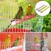 Kathson Bird Perch Stand Cage Accessories 3 Pack - Natural Wooden Paw Grinding Toy for Cockatiels, Cockatoo, Conure, Parakeet - Chew Toy with Rough-Surfaced Design (Random Color) - Buy Online on GoSupps.com