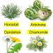 ALKAVITA Liver Support Cleanse - Pure Organic Fatty Liver Purifier & Detox Concentrate Drops with Artichoke, Dandelion, Chamomile, and Horsetail - Buy Online on GoSupps.com
