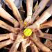24-Piece Softball Charms Set - Yellow Softball Keychains with Wooden Bat & Silicone Bracelets for Athletes, Teams, Schools & Parties - Buy Online on GoSupps.com