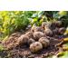 Mynatura Potato Fibers 1kg | Ideal for Soup & Potato Bread | High-Fiber Health Supplement - Buy Online on GoSupps.com