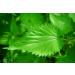 saw palmetto prostate supplement - PROSTATE SUPPORT PILLS - saw palmetto for men hair growth saw palmetto for men saw palmetto for men hair saw palmetto for prostate nettle leaf 1 Bot 60 Capsules - Buy Online on GoSupps.com