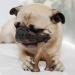Benebone Wishbone Real Chicken Small Dog Chew Toy - Durable for Aggressive Chewers | International Shipping Available - Buy Online on GoSupps.com