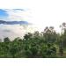 Puerh Black Tea Gedeng Mountain 8g Tablets Pack of 10 - Buy Online on GoSupps.com