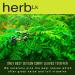 HerbLk Dried Curry Leaves (0.5 Oz / 15g) Naturally Grown 300+ Leaves Ceylon Spices Food Organic Dried Kari Patta Aromatic Flavors USDA Non-GMO No Additives No Gluten Vegan From Sri Lanka - Buy Online on GoSupps.com