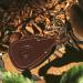 Tourbon Hunting Gun Barrel Rest Toe Protector Pad - Thick Leather Brown | Premium Shooting Accessories for International Shipping - Buy Online on GoSupps.com