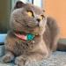 Shop Kittyrama Neck Bands for Cats & Kittens - Vogue Featured Vet Approved Breakaway Hypoallergenic & Comfortable - Shop Now! - Buy Online on GoSupps.com