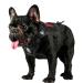 Oneigris dog harness Fire Watcher Tactical dishes MOLL SIFEERT THE SERVICE DISCHES DOUCHES DOSE WITH THE 1 HANDS AND 2 NO-PULL D-RING 1000D NYLON (XXS black) XXS black