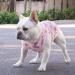 CuteBone 2-Pack Dog Shirts for Small Puppy & Cat, Breathable Summer Vest, Medium, Pig & Unicorn Print - Buy Online on GoSupps.com