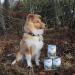 Bellfor Landgut-Menu Junior Hypoallergenic Wet Food with Insects for Puppies 400 g Ideal for Feeding Growing Dogs - Buy Online on GoSupps.com