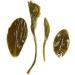 GOARTEA Th Vert - 100g (3.5 Oz) Supreme LuShan Cloud Fog Mist Yunwu Yun Wu Spring Loose Leaf Chinese Green Tea VERT - Buy Online on GoSupps.com