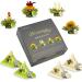 Creano 4 Tea Flowers Gift Box - Premium White & Green Tea Cup Set for International Shipping - Buy Online on GoSupps.com