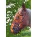 Heavy Horse Parts Feeding Muzzle Strong Coldblood M with throat strap and standard base plate