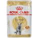Royal Canin British Shorthair Wet Cat Food 85 g (Pack of 12) - Buy Online on GoSupps.com