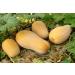SAFLAX - ORGANIC - Squash - Butternut - 6 seeds - Cucurbita moschata - Buy Online on GoSupps.com