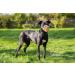 Baskerville Anti-Poison Bait Muzzle for Large Dogs - Size 9 | Pant & Drink Comfort Bite Protection Padded Nose Strap - Buy Online on GoSupps.com