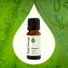 Plant Therapy Petitgrain Essential Oil 10 mL (1/3 oz) 100% Pure Undiluted Therapeutic Grade Petitgrain 0.33 Fl Oz (Pack of 1) - Buy Online on GoSupps.com
