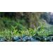 DLIC TEA Milk Oolong Jinxuan Oolong 75g - Premium Taiwan Alishan High Mountain Green Oolong - Buy Online on GoSupps.com