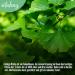 Buy Vitabay Ginkgo Biloba 6000 mg - 180 Capsules | 24% Flavone 6% Lactone | High-Quality Lab-Tested | International Shipping Available - Buy Online on GoSupps.com