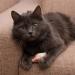 Elanox 10 Set Spielm us Cat Toys - Plastic-Free Bell Included Assorted Mix for All Cat Breeds - Buy Online on GoSupps.com