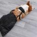 Drag Bag Dragging Bag Recovery Carrier Bag Wheelchair Alternative - Adjustable Breathable Back Leg Drag Bag for Disabled Dog Comfort and Protection Jiahua Black Small - Buy Online on GoSupps.com