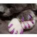 Kitty Caps Nail Caps for Cats - Spring Green & Ultra Violet Glitter, Medium Size, 1-Pack - Buy Online on GoSupps.com